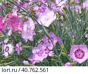 Цветы гвоздики. Гвоздика (лат. Dianthus) - род многолетних растений семейства Гвоздичные (Caryophyllaceae). Травянистое дикорастущее и садовое растение с цветками разнообразной окраски. Стоковое фото, фотограф Сергей Елизарьев / Фотобанк Лори