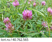 Клевер (лат. Trifolium) — род растений семейства Бобовые (Fabaceae), подсемейства Мотыльковые (Faboideae). Важная сельскохозяйственная культура (медонос, кормовое растение, сидерат). Стоковое фото, фотограф Сергей Елизарьев / Фотобанк Лори