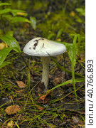 Amanita phalloides in the woods. Стоковое фото, фотограф Анна Кривицкая / Фотобанк Лори