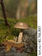 Boletus mushroom in the forest. Стоковое фото, фотограф Анна Кривицкая / Фотобанк Лори
