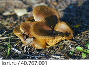 Paxillus involutus. Стоковое фото, фотограф Анна Кривицкая / Фотобанк Лори