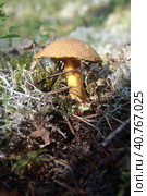 Xerocomus subtomentosus growing in the forest close up. Стоковое фото, фотограф Анна Кривицкая / Фотобанк Лори