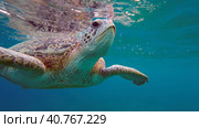 Bottom view of Great Green Sea Turtle (Chelonia mydas) is resting on surface of water, Red sea, Egypt. Стоковое фото, фотограф Некрасов Андрей / Фотобанк Лори