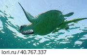 Great Green Sea Turtle (Chelonia mydas) dives down in the blue ocean, Reda sea, Egypt. Стоковое фото, фотограф Некрасов Андрей / Фотобанк Лори