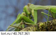 Sexual cannibalism, Close-up portrait of large female green praying mantis eats the male after mating on tree branch covered with lichen. Transcaucasian tree mantis (Hierodula transcaucasica) Стоковое фото, фотограф Некрасов Андрей / Фотобанк Лори