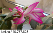 Blooming decembrist on windowsill. Стоковое фото, фотограф Анна Кривицкая / Фотобанк Лори