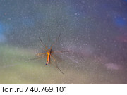 A large centipede mosquito sits on the surface of the glass. Стоковое фото, фотограф Коханова Наталья / Фотобанк Лори