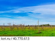Swamp and forest. Стоковое фото, фотограф Алексей Яговкин / Фотобанк Лори
