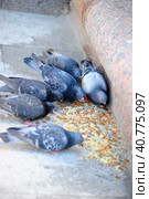 Pigeons peck bread crumbs among coins, wedding traditions. Стоковое фото, фотограф Анна Кривицкая / Фотобанк Лори
