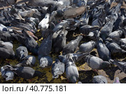 Pigeons on the sidewalk peck millet. Стоковое фото, фотограф Анна Кривицкая / Фотобанк Лори