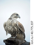 Falcon sitting on a hand. Стоковое фото, фотограф Анна Кривицкая / Фотобанк Лори