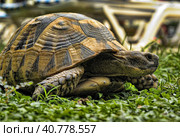 Turtle on the grass. Стоковое фото, фотограф Анна Кривицкая / Фотобанк Лори