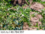 Chickpeas in garden with leaves. Chickpeas plant growing. Стоковое фото, фотограф Ольга Сейфутдинова / Фотобанк Лори