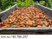 Сухофрукты крупным планом. Разрезанные яблоки сушатся на солнце. Dried fruits. Sliced apples drying on the suspended lattice in the sun. Close-up. Harvesting fruit for the winter. Selective focus. Стоковое фото, фотограф Валерий Елистратов / Фотобанк Лори