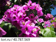 Bougainvillea is a genus of thorny ornamental vines, bushes, and trees belonging to Nyctaginaceae. Inflorescence consists of large colourful sepal-like bracts which surround three simple waxy flowers. Стоковое фото, фотограф Юлия Петровская / Фотобанк Лори