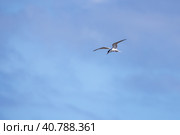 Common tern flies under blue sky on a sunny day. Стоковое фото, фотограф EugeneSergeev / Фотобанк Лори