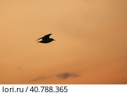Silhouette photo of a seabird flying under sunset sky. Стоковое фото, фотограф EugeneSergeev / Фотобанк Лори