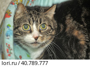 Cat with huge scared eyes. Стоковое фото, фотограф Анна Кривицкая / Фотобанк Лори