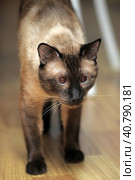 Siamese cat on the floor. Стоковое фото, фотограф Анна Кривицкая / Фотобанк Лори