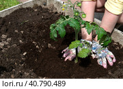 Детские руки в садовых перчатках сажают саженец томатов. Садоводство. Стоковое фото, фотограф Терехова Марина / Фотобанк Лори