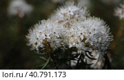 Багульник болотный (Ledum palustre). Цветы растения крупным планом, Ямало-Ненецкий автономный округ. Стоковое видео, видеограф Григорий Писоцкий / Фотобанк Лори