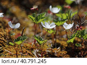 Rubus chamaemorus. Цветущая морошка среди мха на болоте в солнечный день, Ямало-Ненецкий автономный округ. Стоковое фото, фотограф Григорий Писоцкий / Фотобанк Лори