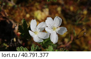 Rubus chamaemorus. Цветущая морошка на болоте, Ямало-Ненецкий автономный округ. Стоковое видео, видеограф Григорий Писоцкий / Фотобанк Лори