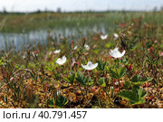 Rubus chamaemorus. Цветущая морошка на болоте, Ямало-Ненецкий автономный округ. Стоковое фото, фотограф Григорий Писоцкий / Фотобанк Лори