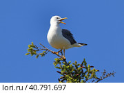Халей (Larus heuglini). Чайка стоит на макушке дерева, Ямало-Ненецкий автономный округ. Стоковое фото, фотограф Григорий Писоцкий / Фотобанк Лори