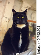 Black with white chest cat with white mustache. Стоковое фото, фотограф Анна Кривицкая / Фотобанк Лори