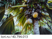 Close up of Lodoicea known as the coco de mer or double coconut. It is endemic to the islands of Praslin and Curieuse in the Seychelles (2019 год). Стоковое фото, фотограф Igor Tichonow / Фотобанк Лори