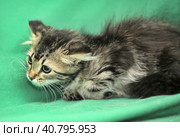 Furry beautiful frightened kitten on a green background. Стоковое фото, фотограф Анна Кривицкая / Фотобанк Лори
