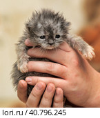 Gray kitten in his hands that just opened his eyes. Стоковое фото, фотограф Анна Кривицкая / Фотобанк Лори