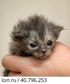 Gray kitten in his hands that just opened his eyes. Стоковое фото, фотограф Анна Кривицкая / Фотобанк Лори