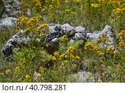 Зверобой продырявленный (лат.Hypericum perforatum)  растет на солнечной горной поляне. St. John's wort (lat.Hypericum perforatum) grows in a sunny mountain meadow. Стоковое фото, фотограф Владимир Шарый / Фотобанк Лори
