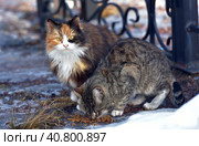Unhappy stray cats eat outside in winter. Стоковое фото, фотограф Анна Кривицкая / Фотобанк Лори