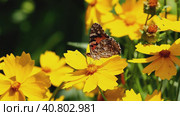 A beautiful butterfly drinks nectar on a yellow flower in the garden close-up. Стоковое видео, видеограф Александр Кротков / Фотобанк Лори