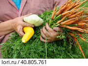 Сбор урожая овощей./ The harvest of vegetables. Стоковое фото, фотограф Наталья Баранова / Фотобанк Лори