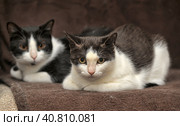 Two cats together on the couch. Стоковое фото, фотограф Анна Кривицкая / Фотобанк Лори