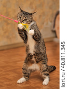 Playful tabby cat. Стоковое фото, фотограф Анна Кривицкая / Фотобанк Лори
