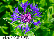 Цветок василек горный (Centaurea montana) крупным планом. Стоковое фото, фотограф Анна Аникова / Фотобанк Лори