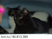 Black shorthaired cat with yellow eyes. Стоковое фото, фотограф Анна Кривицкая / Фотобанк Лори