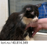Very old cat. Starring, black. Стоковое фото, фотограф Анна Кривицкая / Фотобанк Лори