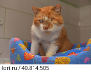 Ginger cat with an eyesore at an animal shelter. Стоковое фото, фотограф Анна Кривицкая / Фотобанк Лори