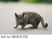 One gray angry aggressive cat on the city street in daytime. He is ready to attack. The cat arched his back, preparing to jump. Pack Leader. Close up photography. Frontal view. He is looking at camera. Стоковое фото, фотограф YuryKara / Фотобанк Лори