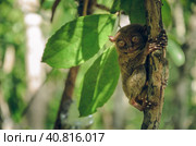 Tarsier monkey in Cebu, Philippines- Tarsius Syrichta (2014 год). Стоковое фото, фотограф Igor Tichonow / Фотобанк Лори
