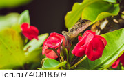 Oriental garden lizard on Euphorbia Beautiful Flower in Thailand (2016 год). Стоковое фото, фотограф Igor Tichonow / Фотобанк Лори