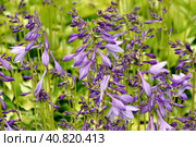 Selective focus of purple flowers of perennial plant Hosta. Стоковое фото, фотограф Татьяна Терехина / Фотобанк Лори