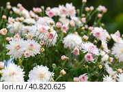 Chrysanthemum koreanum Apple blossom close up. Стоковое фото, фотограф Татьяна Терехина / Фотобанк Лори