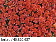 Ursula Red Chrysanthemum close up. Стоковое фото, фотограф Татьяна Терехина / Фотобанк Лори